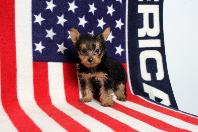 puppy, for, sale, Yorkshire Terrier, Matthew B. Stoltzfus, dog, breeder, Gap, PA, dog-breeder, puppy-for-sale, forsale, nearby, find, puppyfind, locator, puppylocator, aca